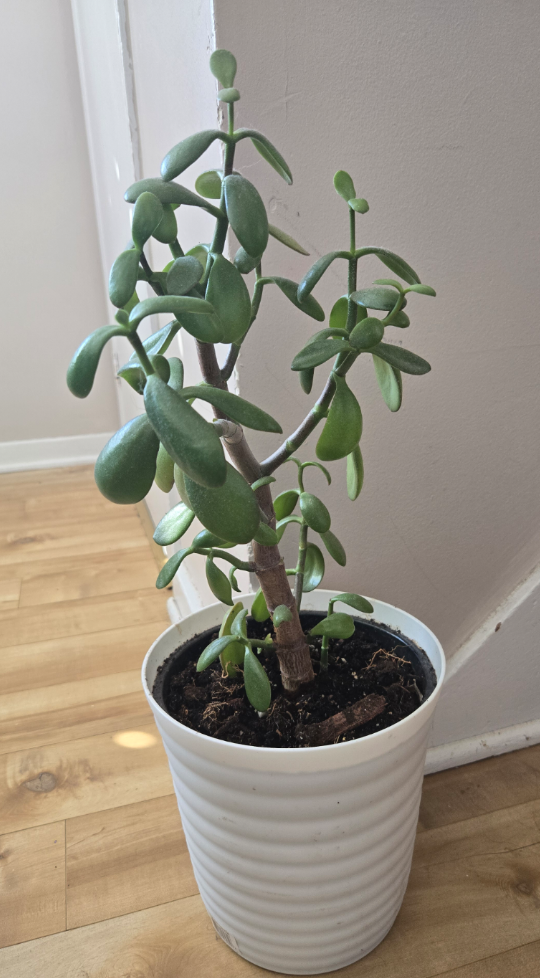 Jade Plant in White Pot 💚