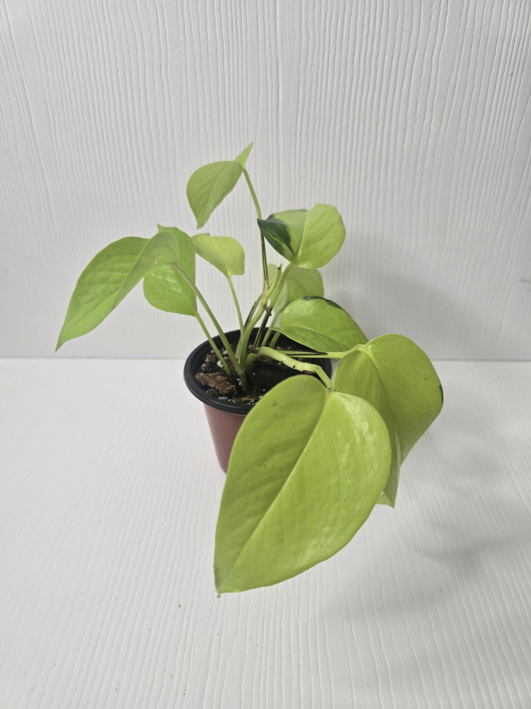 Lemon Lime Philodendron