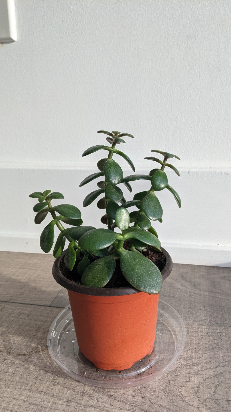 Jade Plant in nursery pot