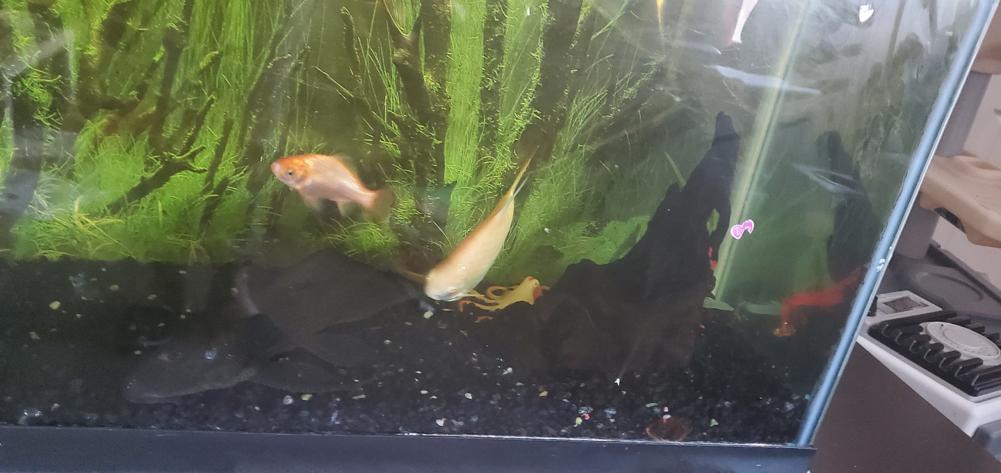 Large Aquarium Tank with Fish - photo 4