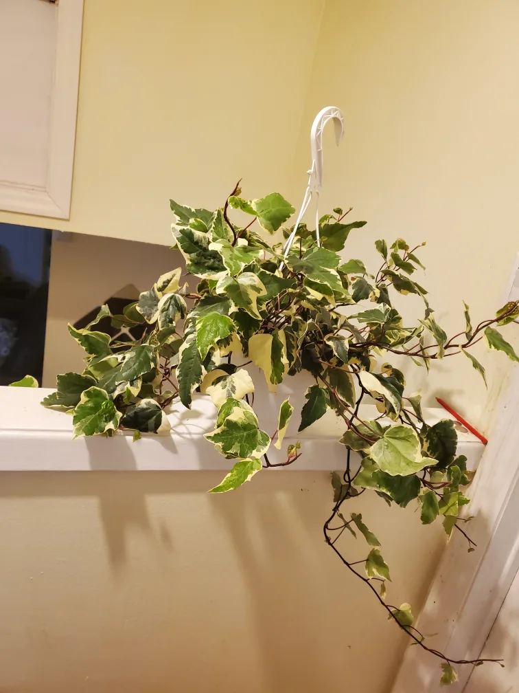 Large variegated English ivy hanging plant thumbnail