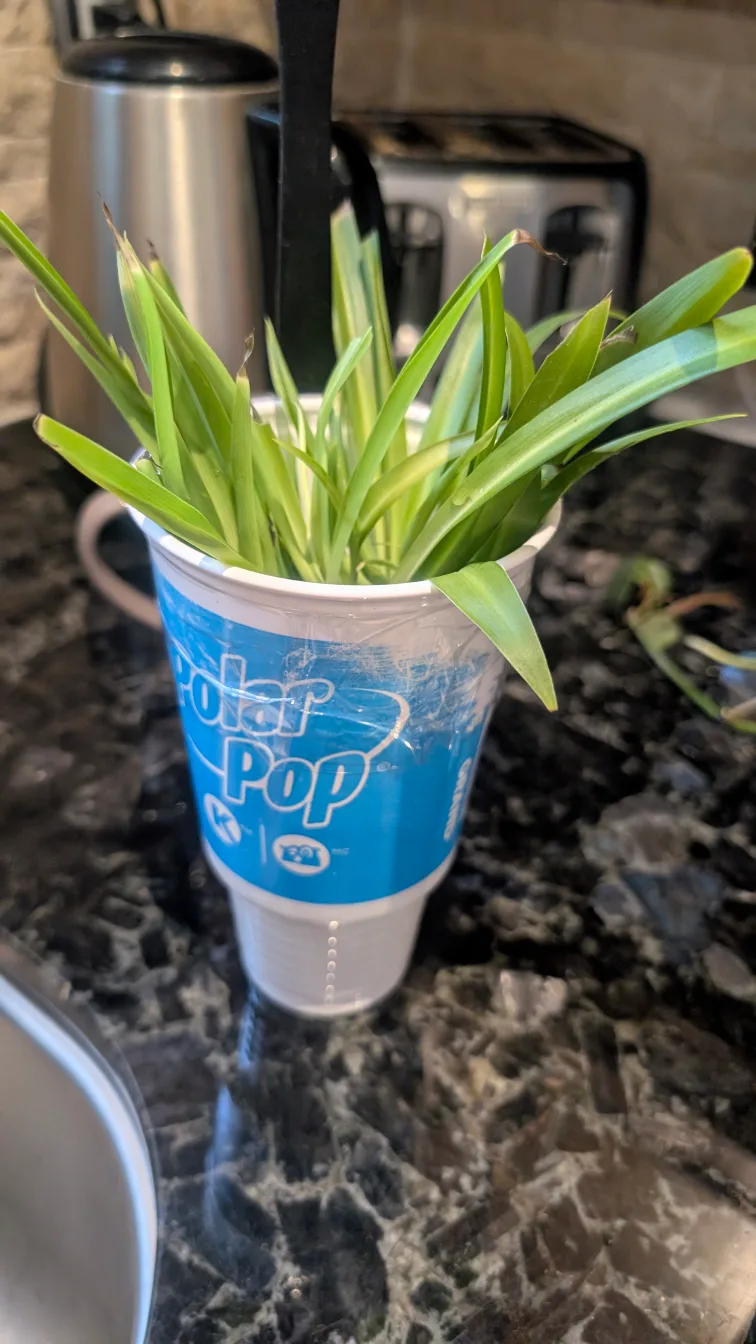 💚 Spider Plant Cuttings thumbnail