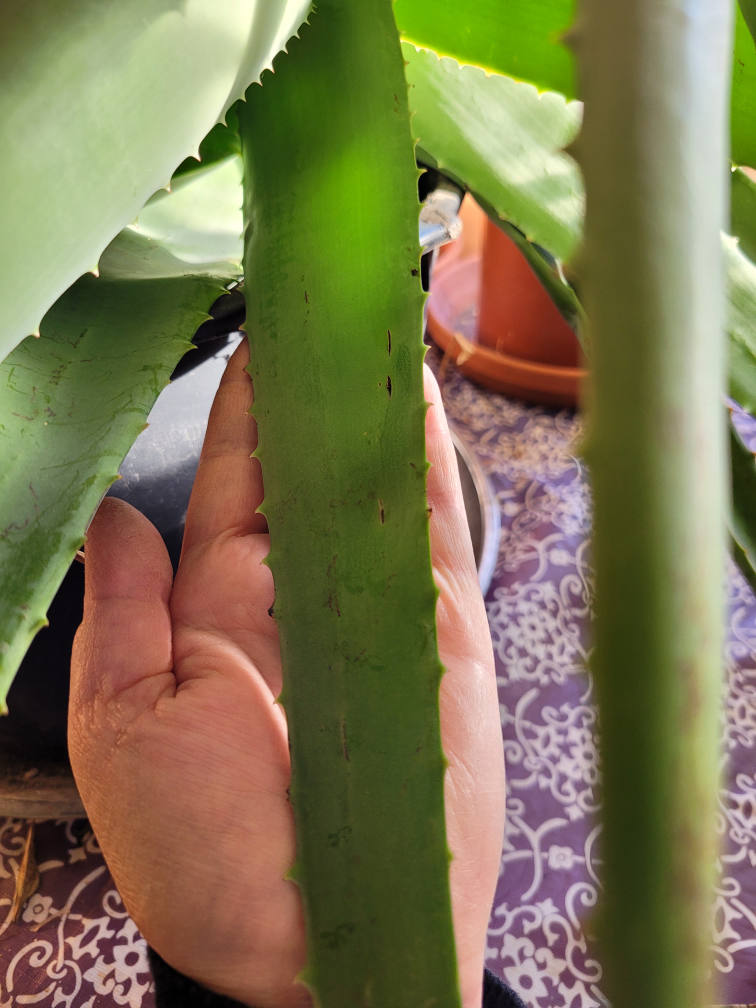 Large Aloe Vera Plant - photo 3