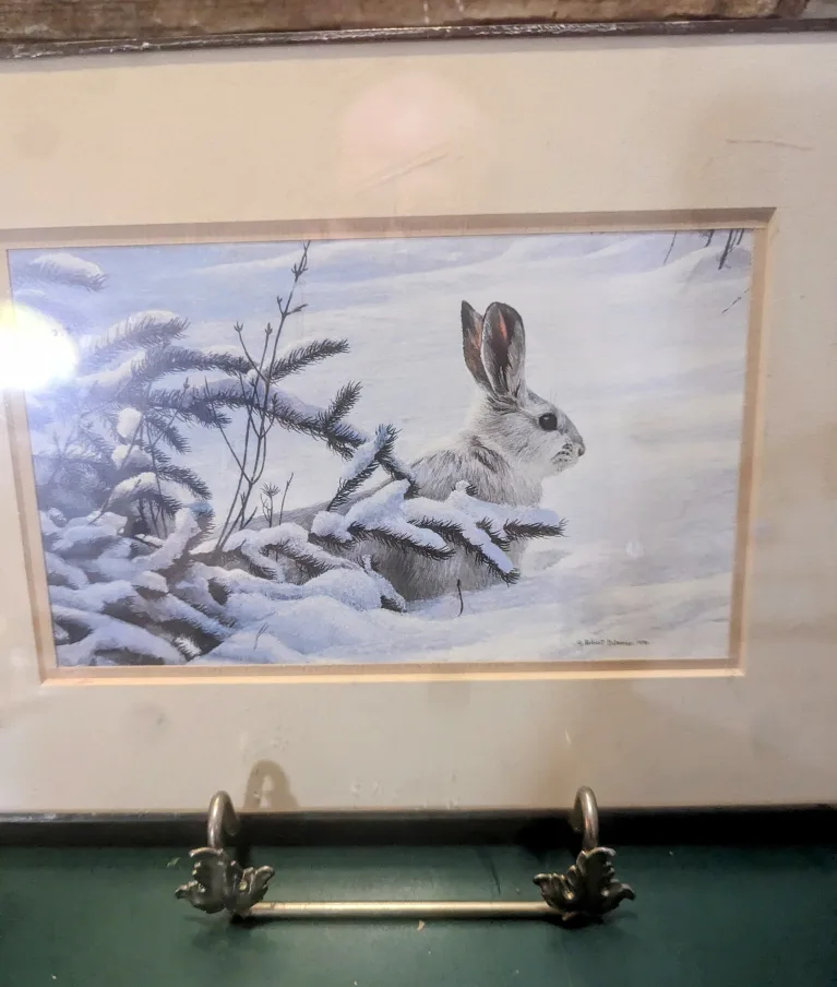 🎨  Winter Snowshoe  Hare  Sketch.  By  Robert Bateman
