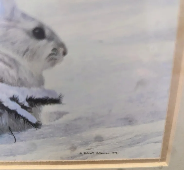 🎨  Winter Snowshoe  Hare  Sketch.  By  Robert Bateman image indicator(2)