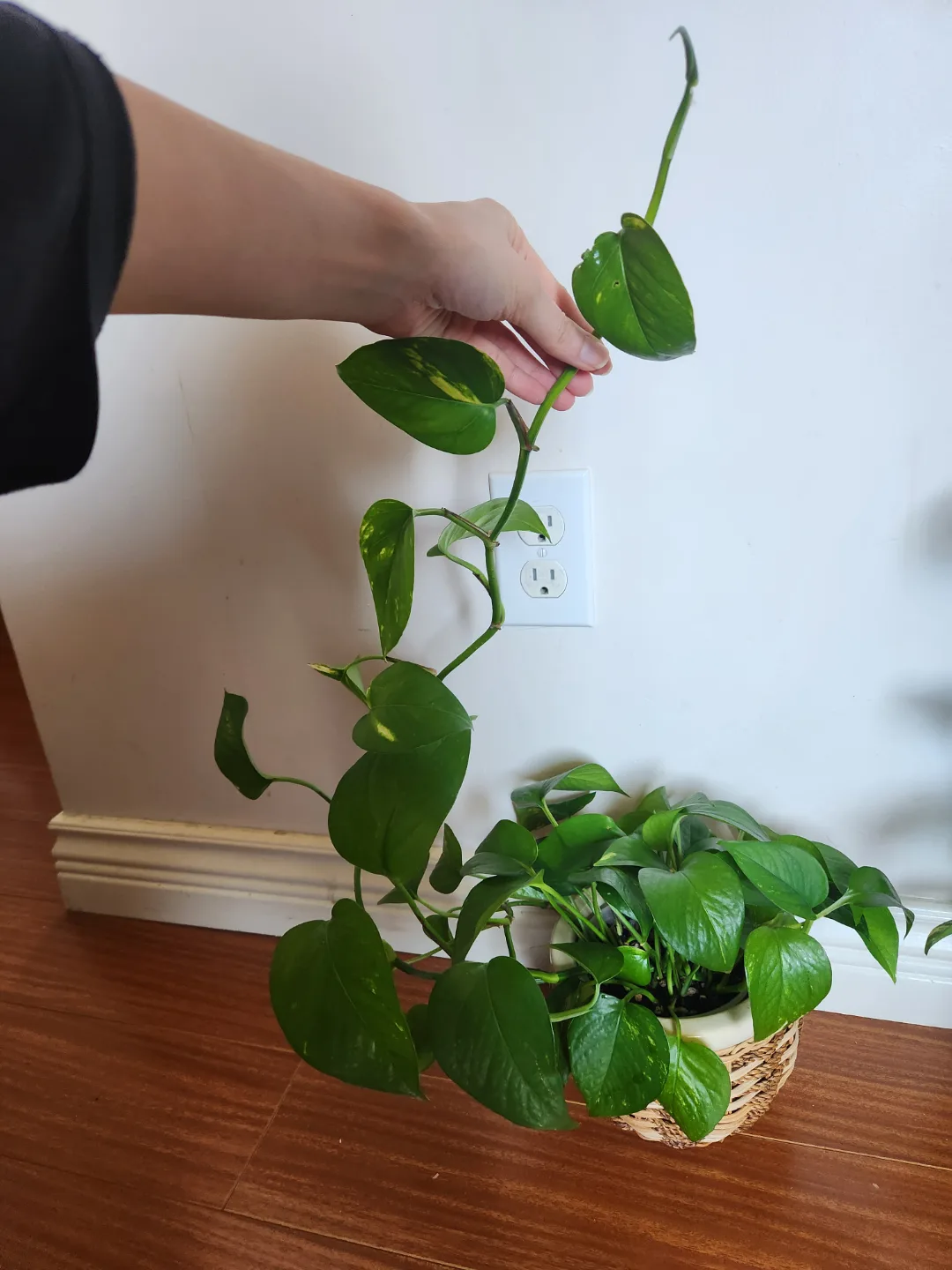 Pothos Plant thumbnail