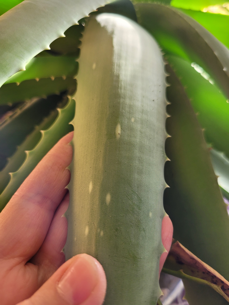 Large Aloe Vera Plant - photo 2