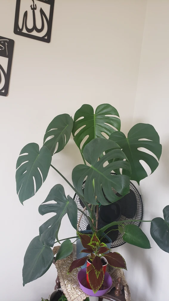 Large Monstera Deliciosa Plant