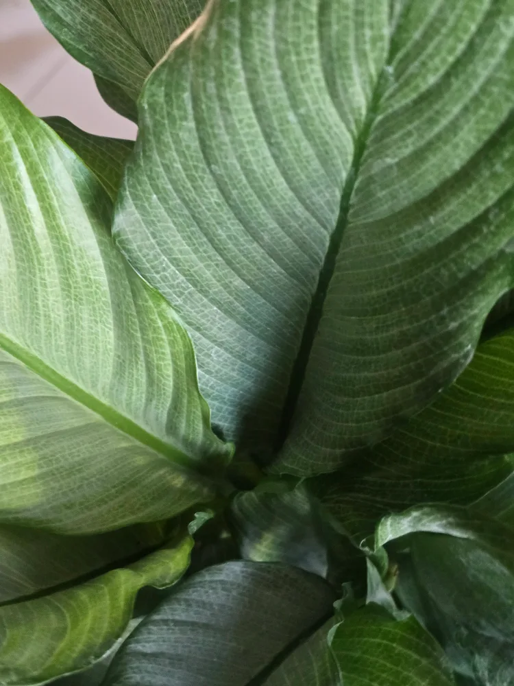 large silver peace lily 7"pot image indicator(7)