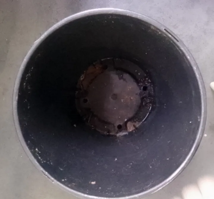 2 Pack Stargazer Lily Plastic Planters 💚 image indicator(4)