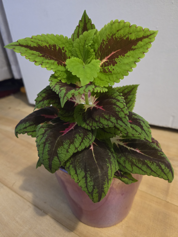 Coleus plant in purple pot - photo 2