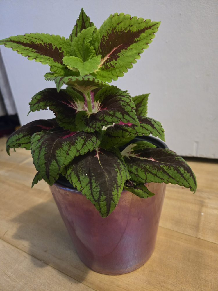 Coleus plant in purple pot - photo 3