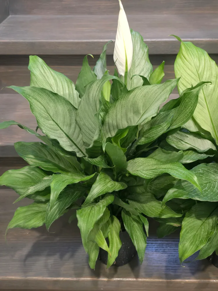 large silver peace lily 7"pot image indicator(2)