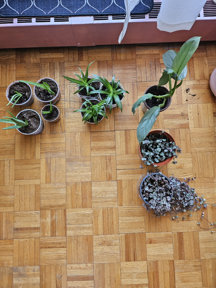$2 EACH HOUSEPLANT BABIES (container included)