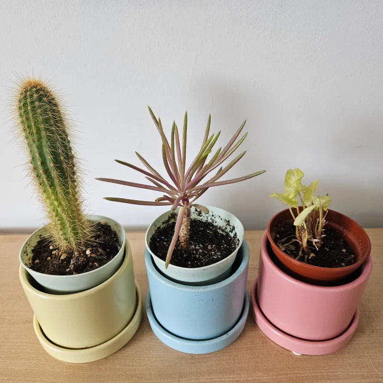 Three potted succulents thumbnail
