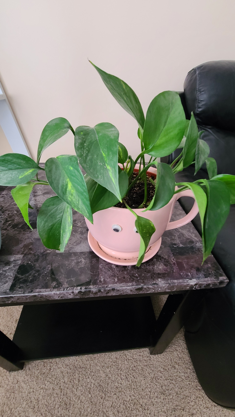 Assorted Houseplants - photo 3