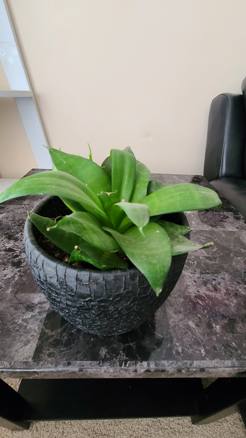 Assorted Houseplants - photo 5