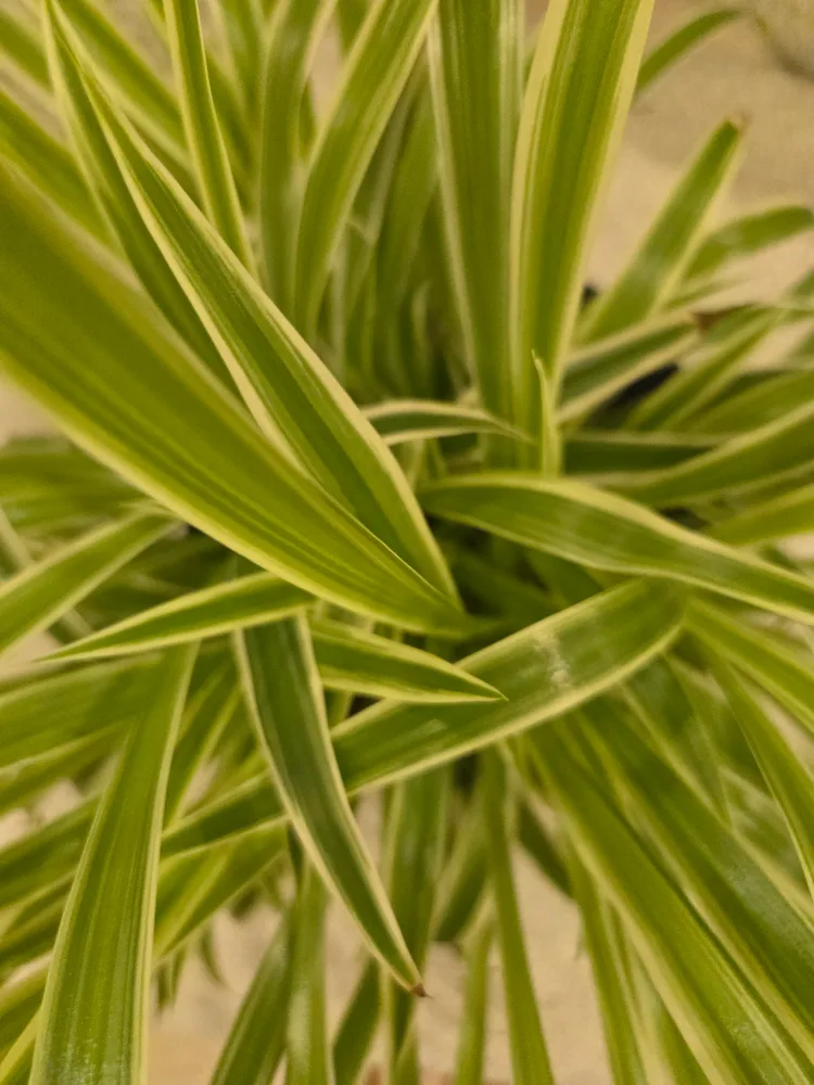 💚 Spider Plant thumbnail