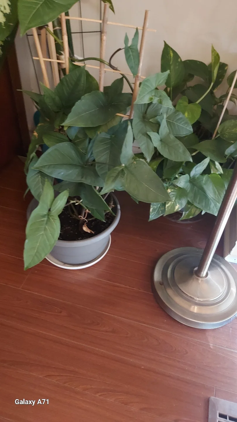 Houseplant New PLANTS. image indicator(5)