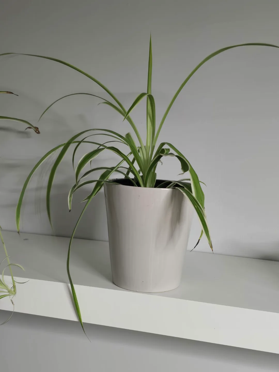 Spider Plant in Pot image indicator(2)