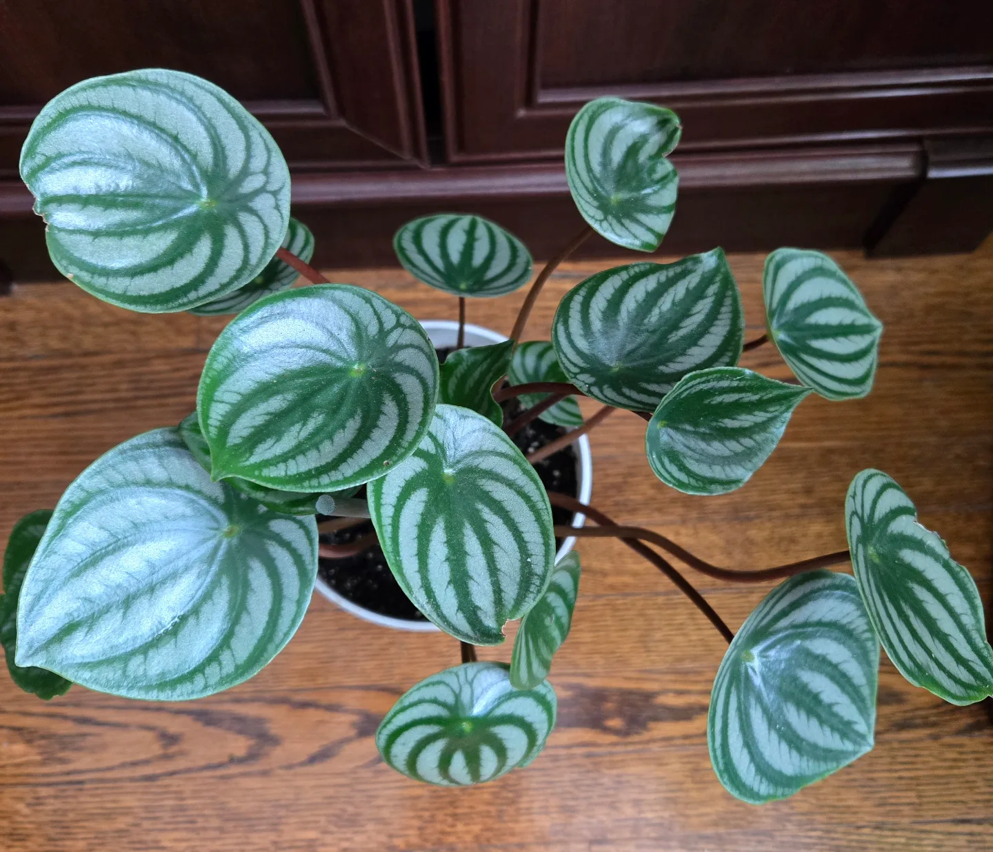 Watermelon Peperomia Plant image indicator(2)