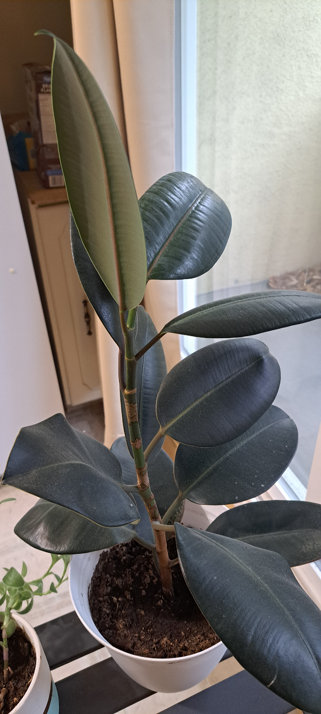 Rubber Plant - photo 2