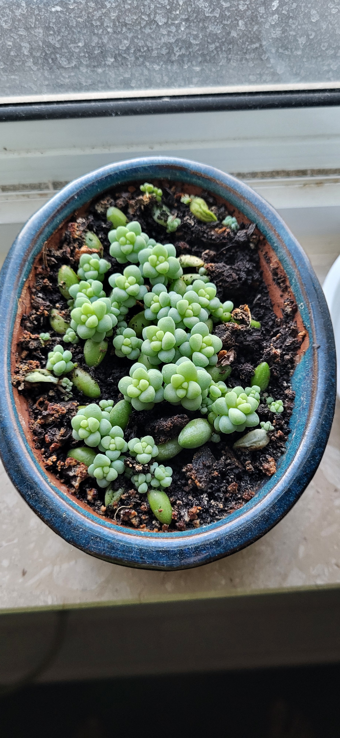 Burro's Tail in Blue Ceramic Pot