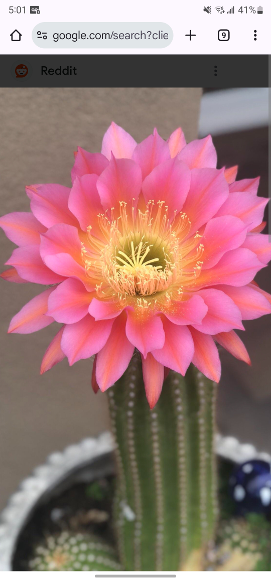 Large Cereus Cactus Plant