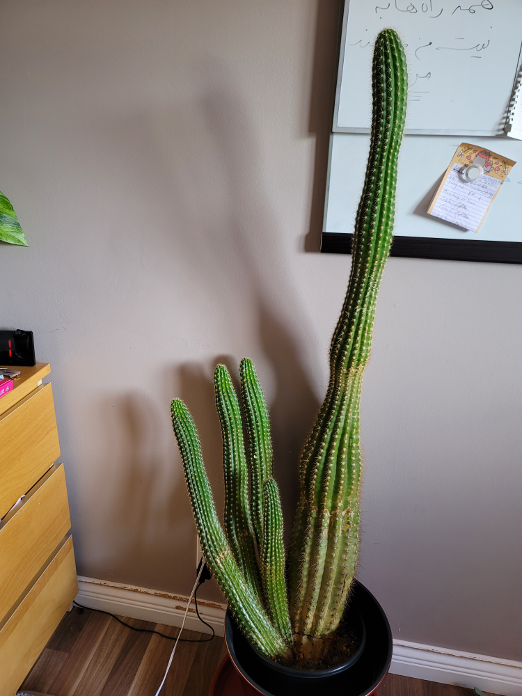 Large Cereus Cactus Plant - photo 2