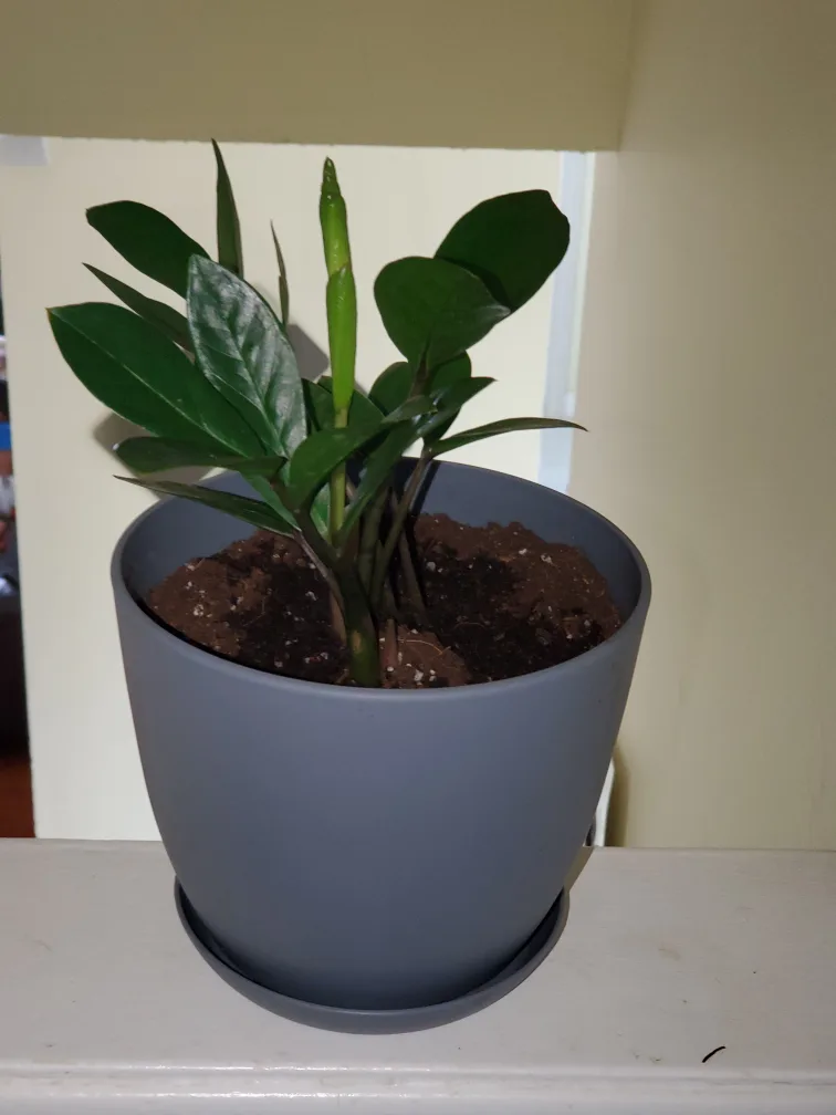 ZZ Plant in Decorative Pot thumbnail