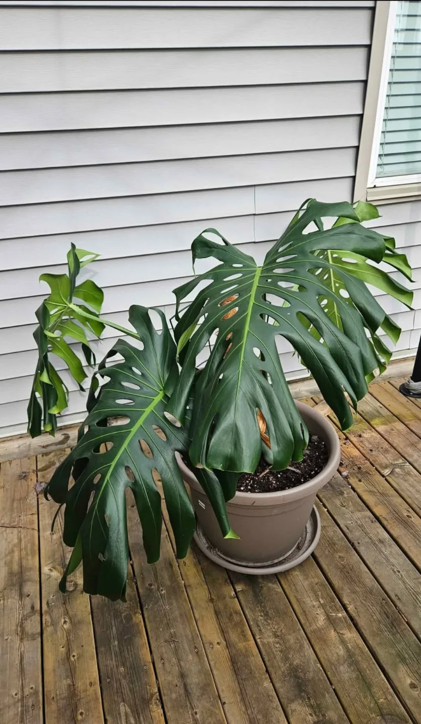 Big, Happy & Healthy Monstera Deliciosa Plant in Pot