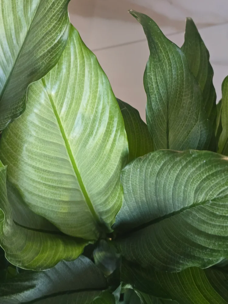 large silver peace lily 7"pot image indicator(8)