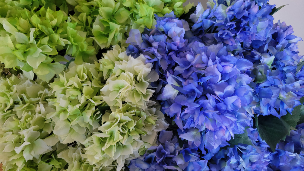 Value over $400 for 28 Premium Long Stem Silk Hydrengia - photo 2