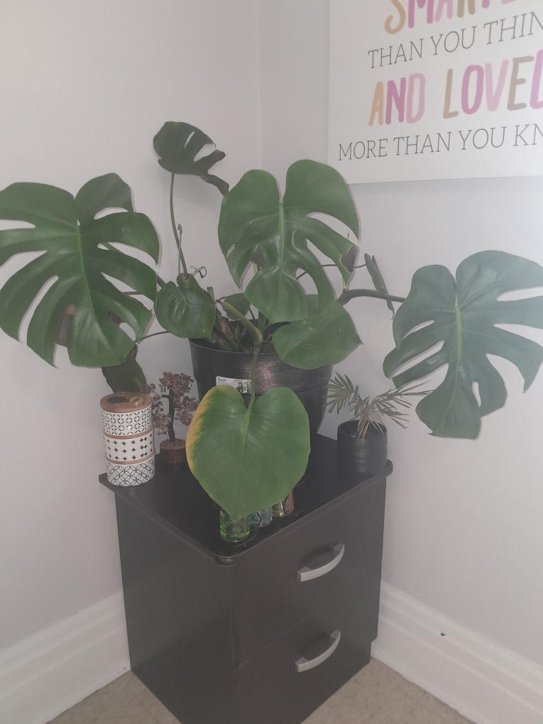 Monstera deliciosa plant in pot