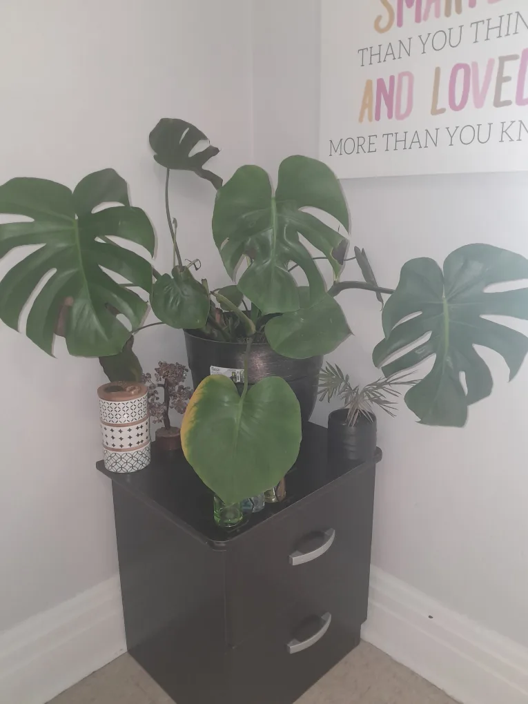 Monstera deliciosa plant in pot thumbnail