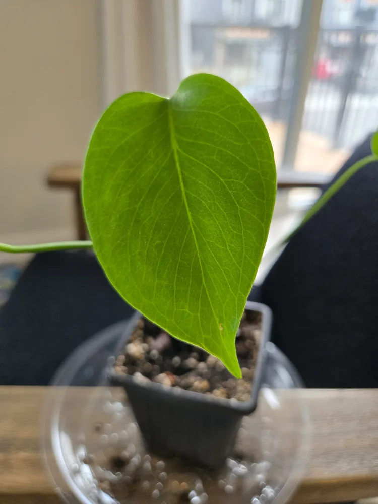 💚 Monstera Baby image indicator(2)