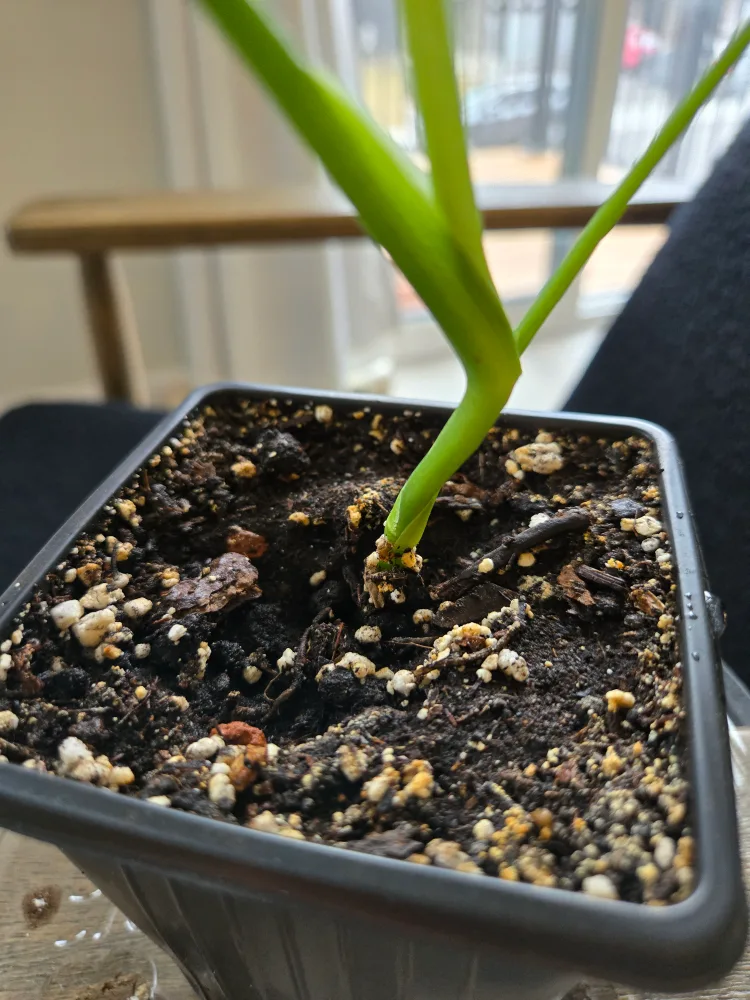 💚 Monstera Baby image indicator(3)