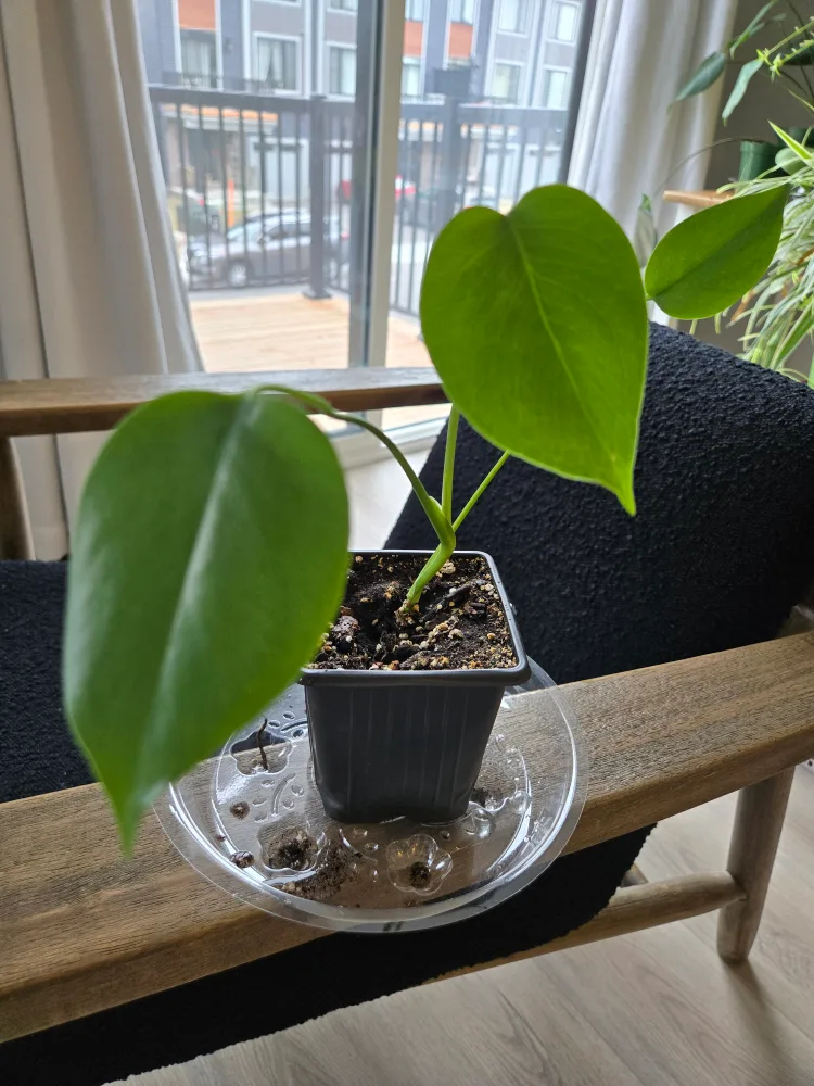 💚 Monstera Baby image indicator(4)