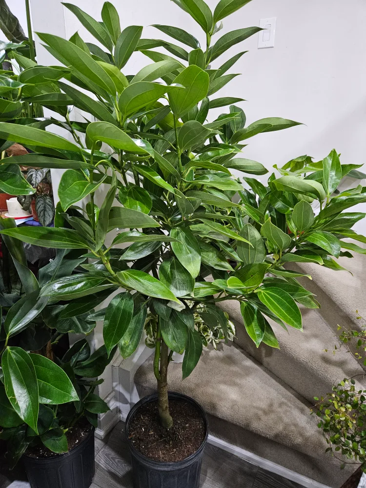 Large Cinnamomum standard  🌳 💚 image indicator(2)