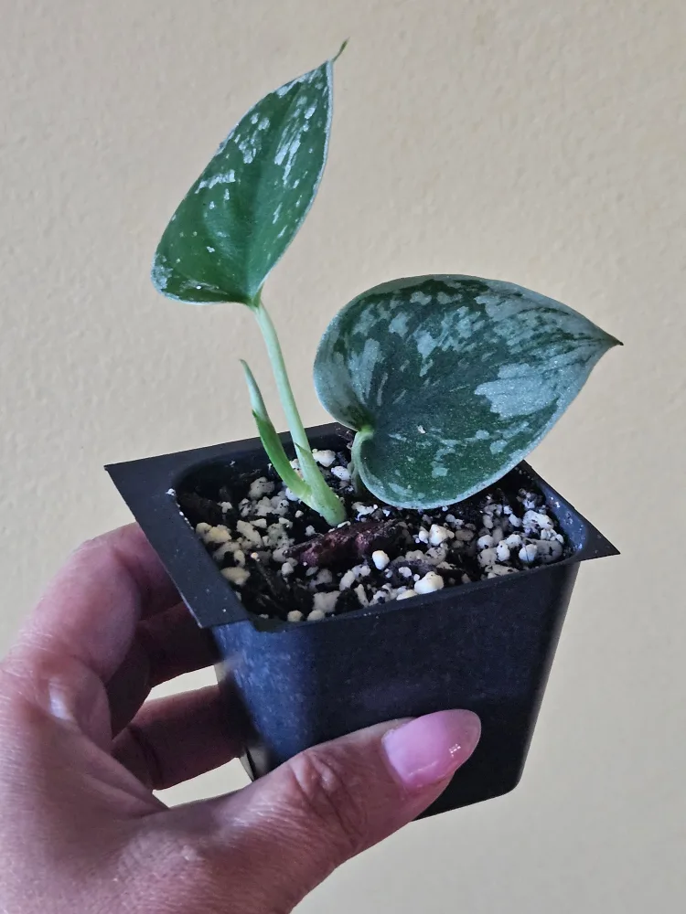 Silver satin plant thumbnail