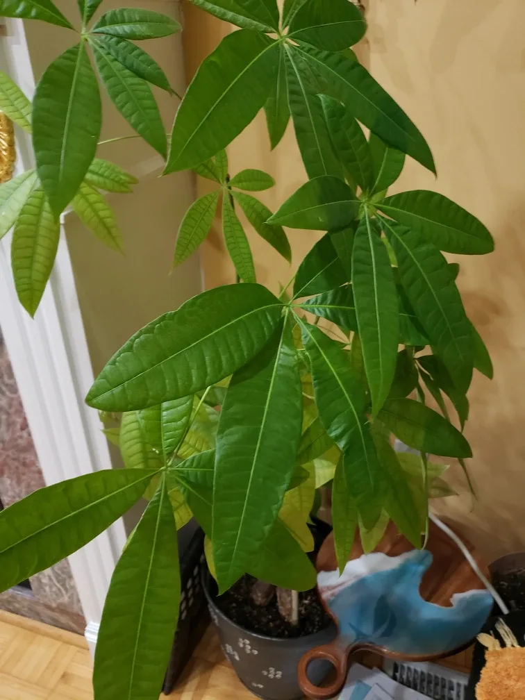 Healthy Money Tree Plant image indicator(2)