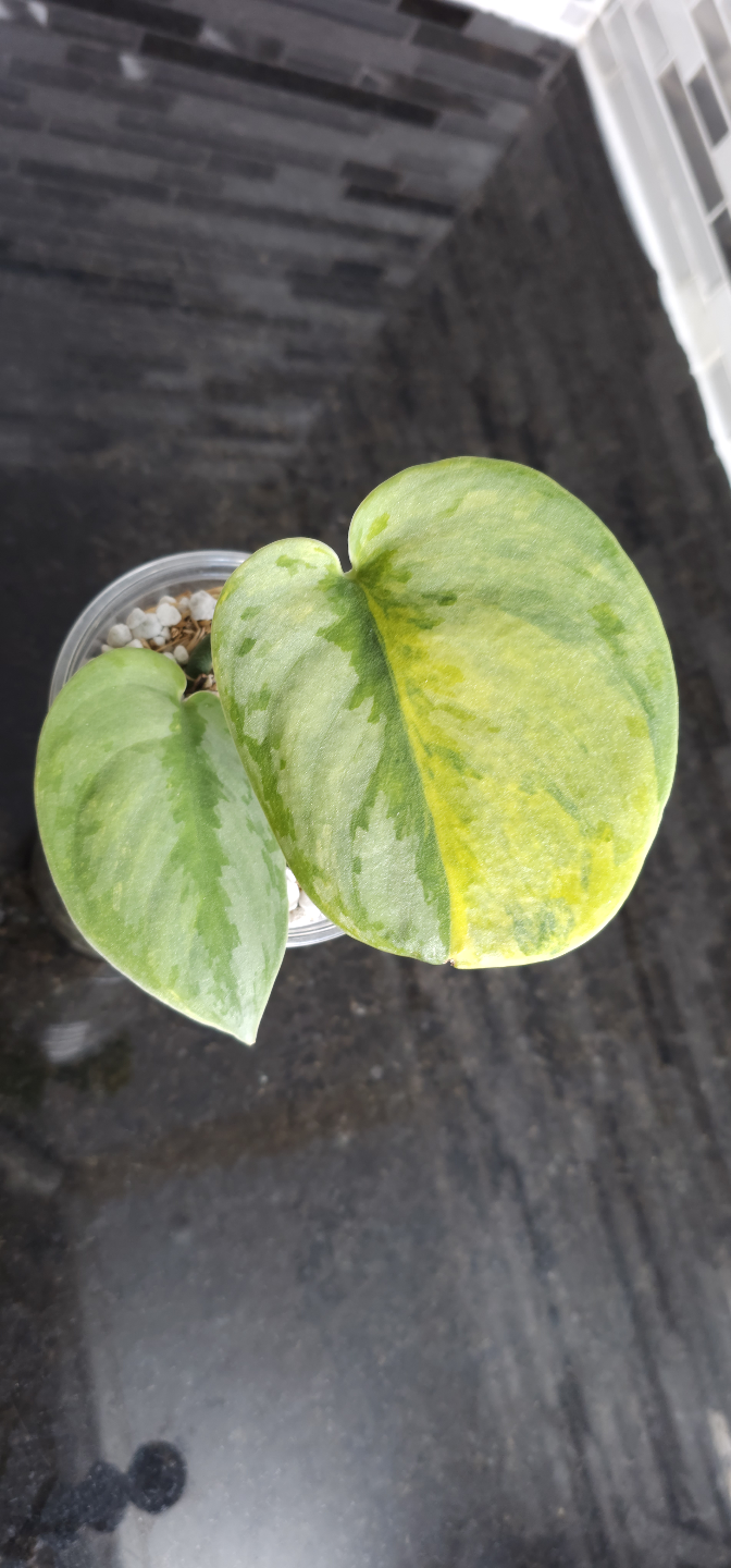 Scindapsus pictus Silver Knight 'Garawa' - photo 2