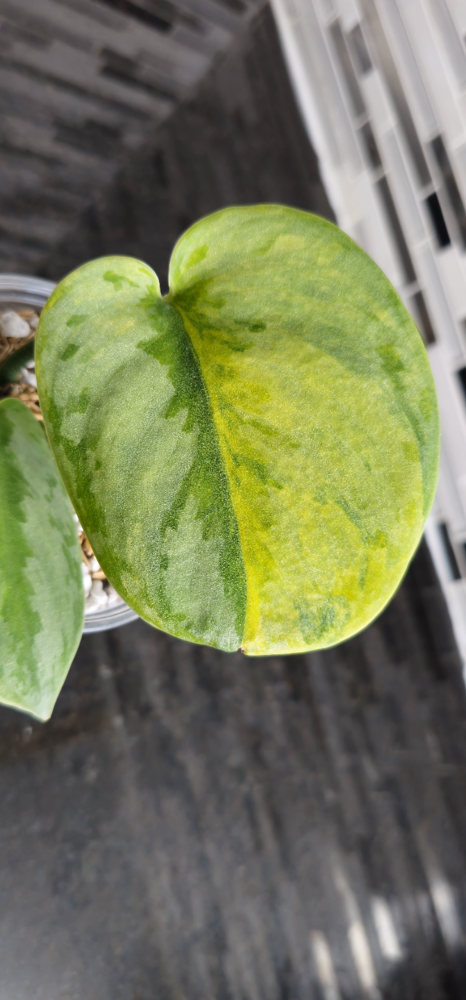 Scindapsus pictus Silver Knight 'Garawa' - photo 3