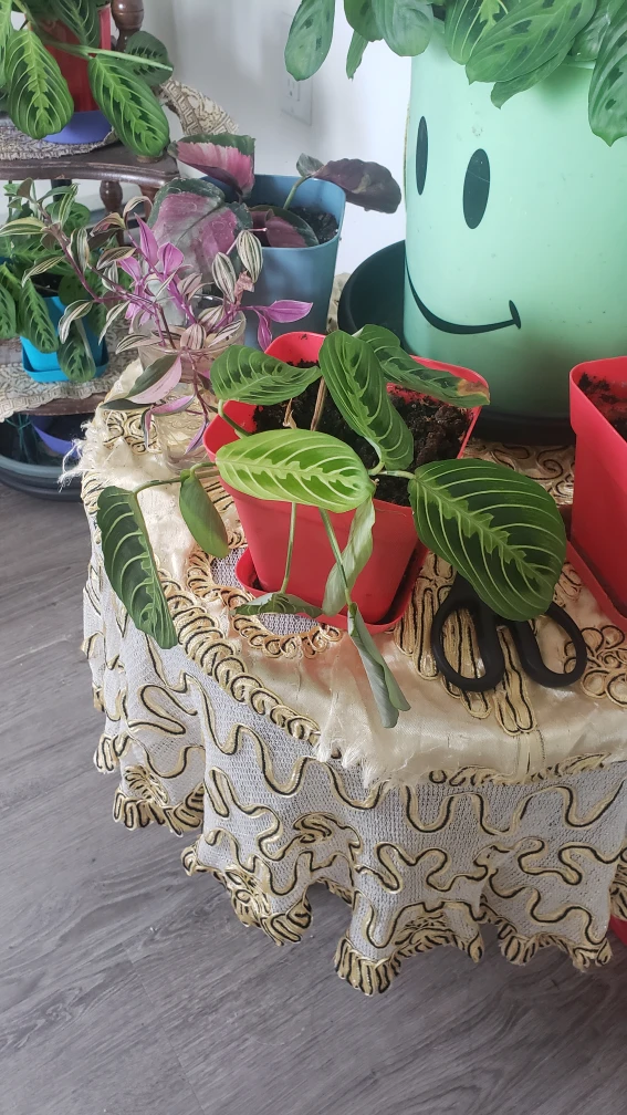 plants
