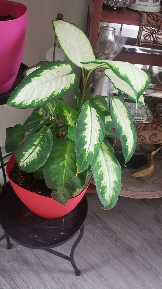 plants - photo 2