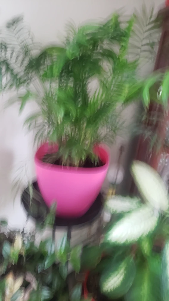 plants - photo 3