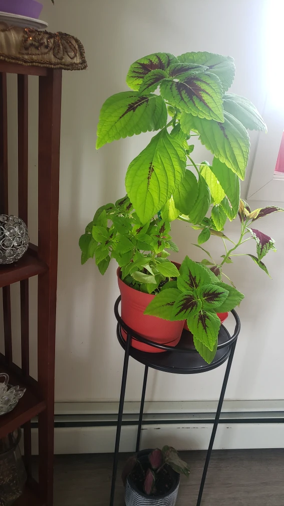 plants - photo 4