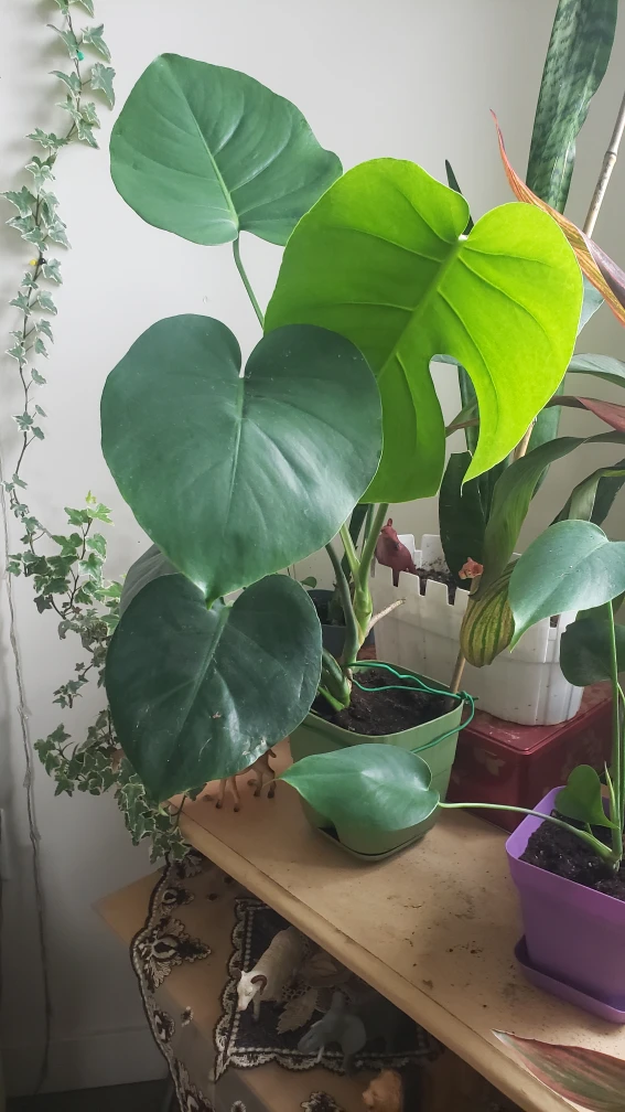plants - photo 5
