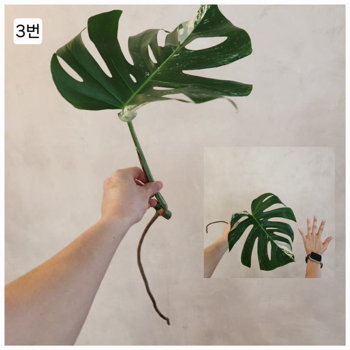 Monstera Albo Cutting – Healthy & Variegated - photo 4