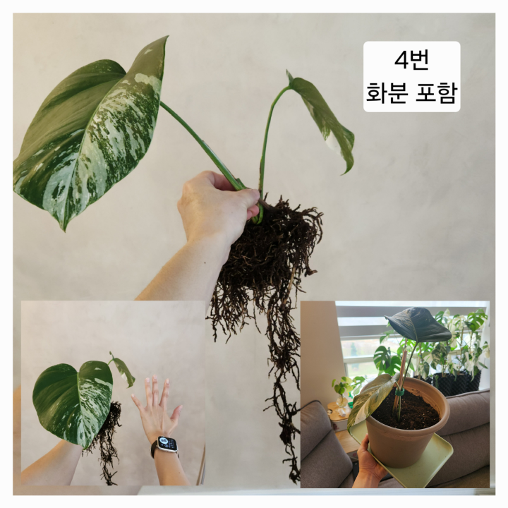 Monstera Albo Cutting – Healthy & Variegated - photo 5
